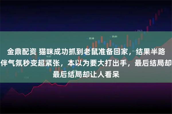 金鼎配资 猫咪成功抓到老鼠准备回家，结果半路竟遇到同伴气氛秒变超紧张，本以为要大打出手，最后结局却让人看呆